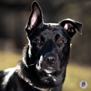 Boone Is Hoping for a Foster