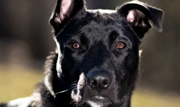 Boone Is Hoping for a Foster