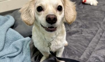 Buddy Needs a Foster