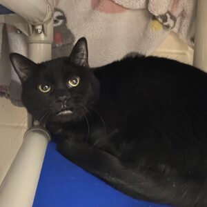 Cheesy Nacho Needs a Foster