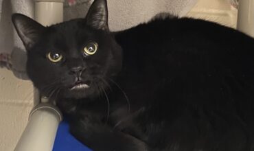 Cheesy Nacho Needs a Foster