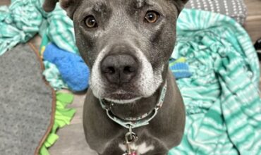 Lady Would Love a Foster