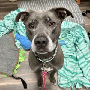 Lady is Hoping for a Foster