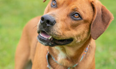 Lucky Is Wishing for a Foster