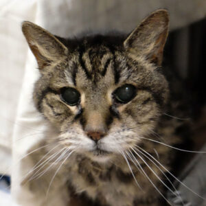 Mr. Burns Is Seeking Foster