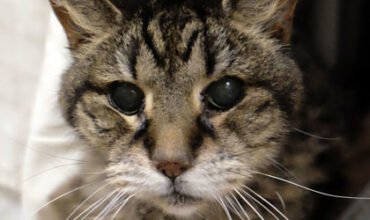 Mr. Burns Is Seeking Foster