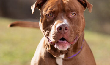 Orpheus Is Seeking a Foster