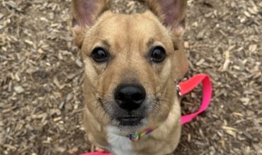 Parker Posey Needs a Foster