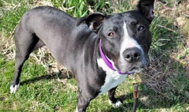 Sahara Would Love a Foster