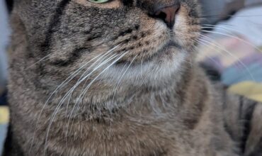 His Tail Still Twitches