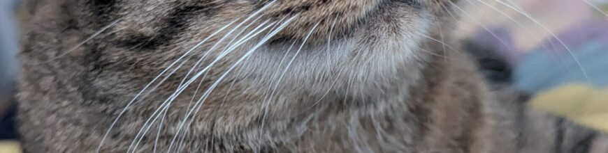 His Tail Still Twitches