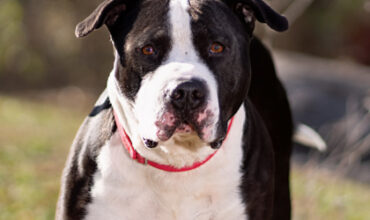 Smoke Needs a Foster