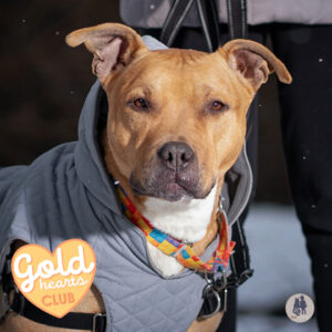 Dalton Is Seeking a Foster