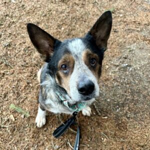 Holmes Needs a Foster