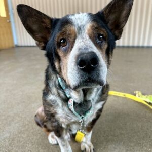 Holmes Needs a Foster