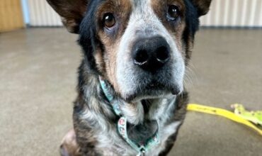 Holmes Needs a Foster