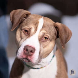 House Wants a Foster