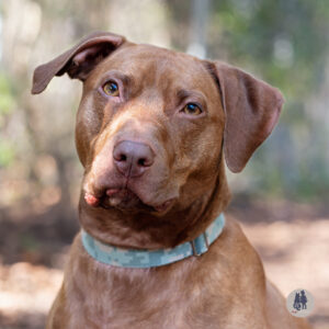 Magnus Is Hoping for a Foster