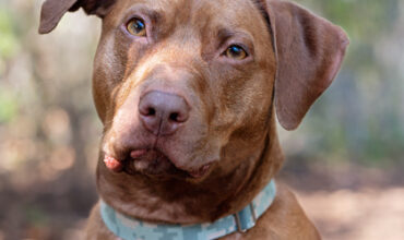 Magnus Is Hoping for a Foster