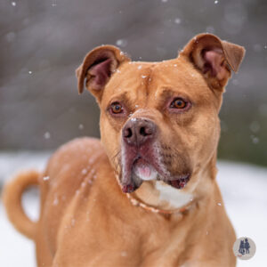 Naveen Needs a Foster