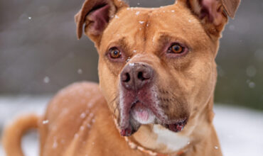 Naveen Needs a Foster