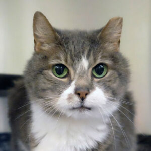 Nelly Wants a Foster