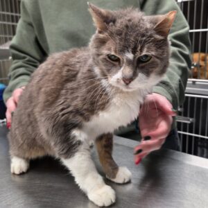 Nelly Wants a Foster