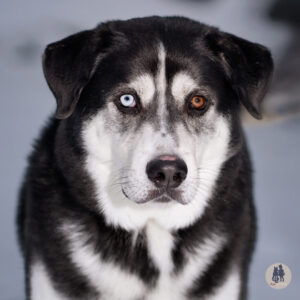 Pluto Needs a Foster