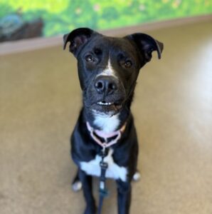 Spyro Needs a Foster