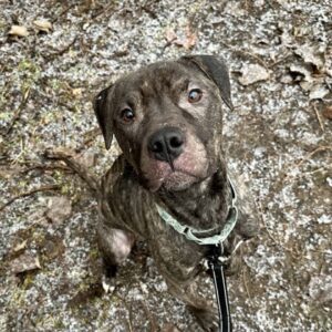 Ube Would Love a Foster