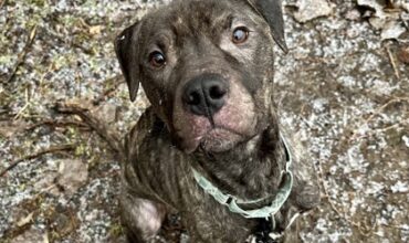 Ube Would Love a Foster