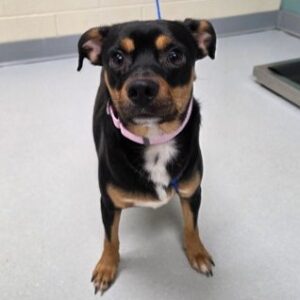 Wyatt Is Seeking Foster