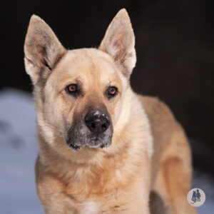 Atticus Needs a Foster