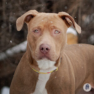 Biscoff Would Love a Foster