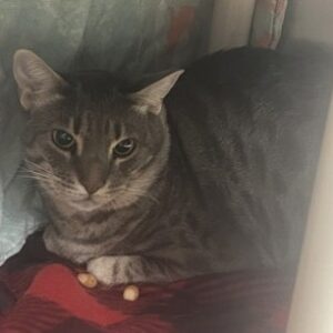 Chardonnay Needs a Foster