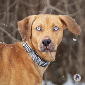 Gingersnap Would Love a Foster