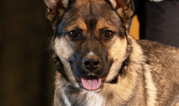 Hazel Grace Wants a Foster