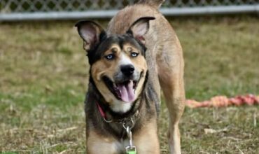 Jade Would Love a Foster