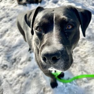 Loyal Needs a Foster