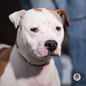 Moose Tracks Needs a Foster