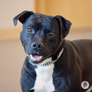 Oolong Needs a Foster