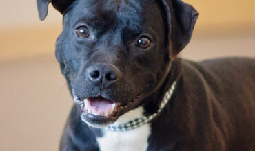 Oolong Needs a Foster