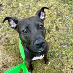 Osta Is Hoping For a Foster