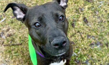 Osta Is Hoping For a Foster