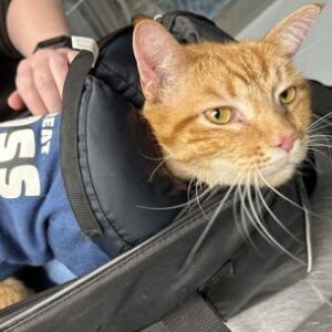 Rocky Balboa Needs a Foster