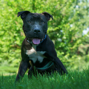 Squid Wants a Foster