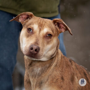 Suzi (BFF with Annie) Needs a Foster