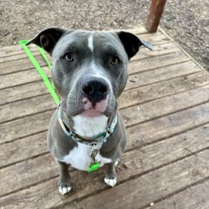 Alfredo Needs a Foster