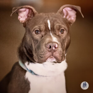 Aster Needs a Foster