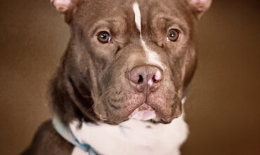 Aster Needs a Foster